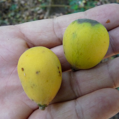 Pradosia surinamensis Live Plant