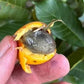 Pradosia surinamensis Live Plant