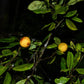 Pradosia surinamensis Live Plant