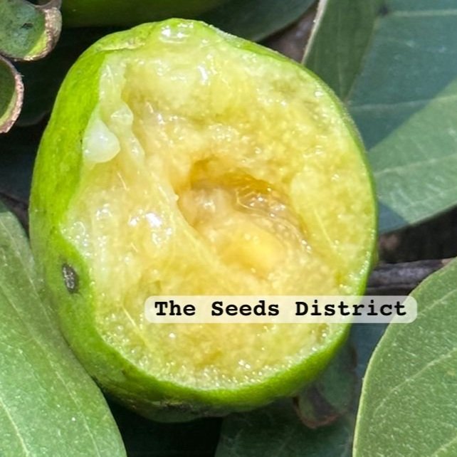 Psidium grandifolium Live Plant