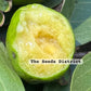 Psidium grandifolium Live Plant