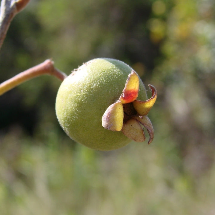Psidium grandifolium Live Plant