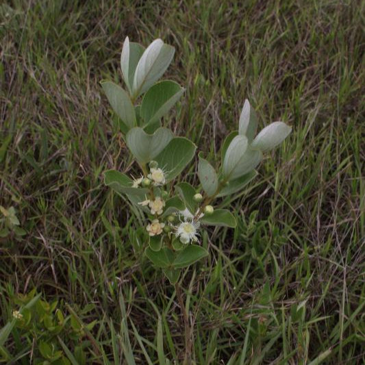 Psidium grandifolium Live Plant