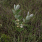 Psidium grandifolium Live Plant