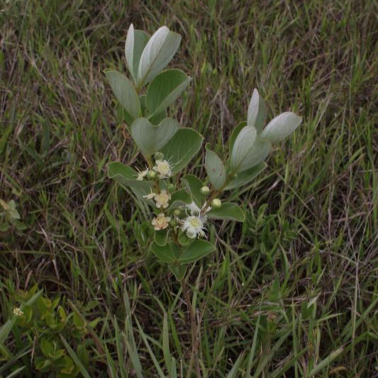 Psidium grandifolium Live Plant