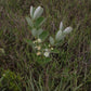 Psidium grandifolium Live Plant