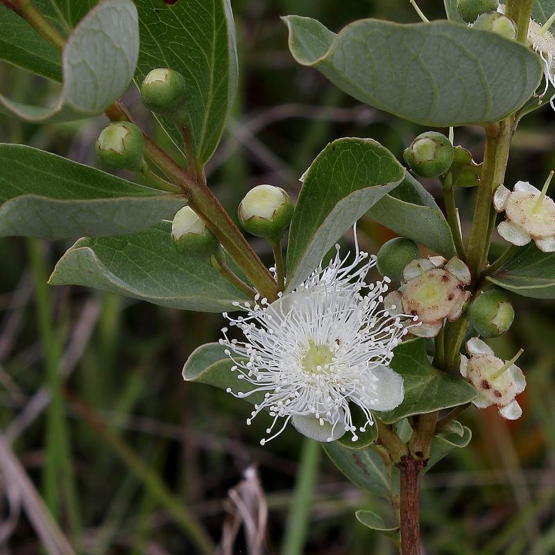 Psidium grandifolium Live Plant