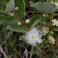 Psidium grandifolium Live Plant