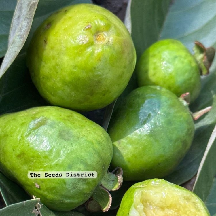 Psidium grandifolium Live Plant