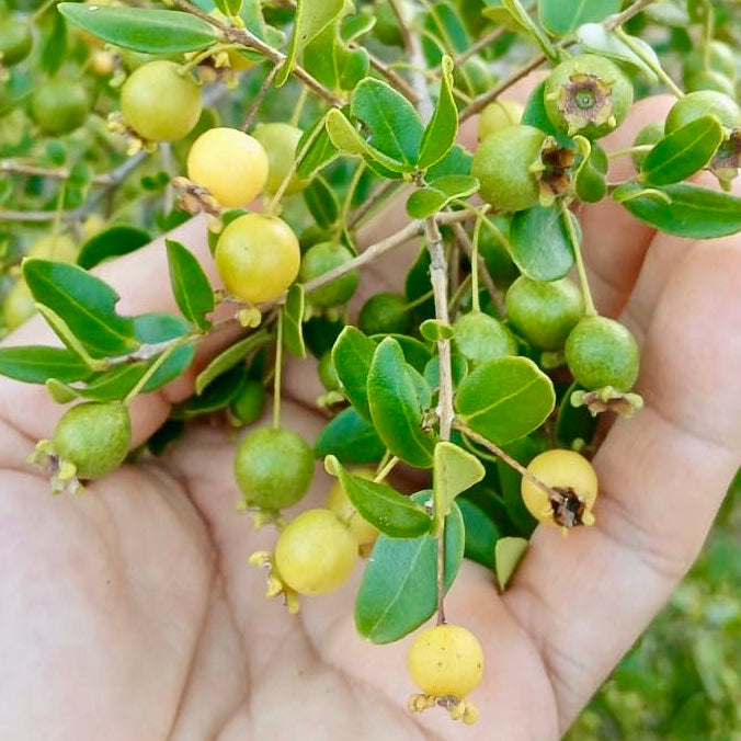 Psidium schenckianum Live Plant