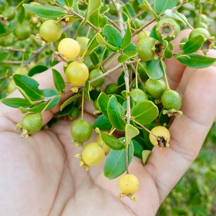 Psidium schenckianum Live Plant
