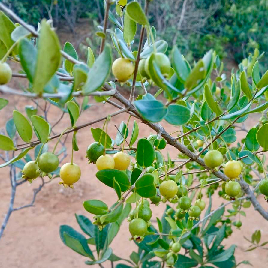 Psidium schenckianum Live Plant