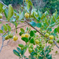 Psidium schenckianum Live Plant
