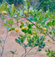 Psidium schenckianum Live Plant