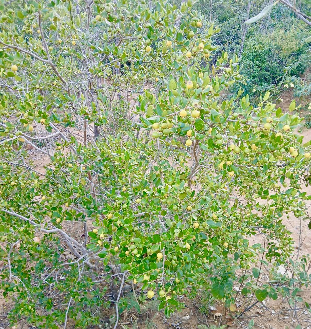 Psidium schenckianum Live Plant