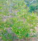Psidium schenckianum Live Plant