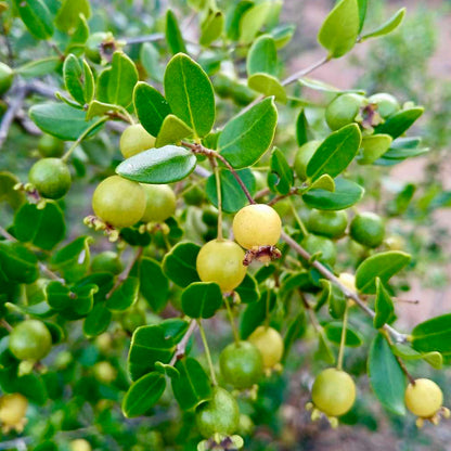 Psidium schenckianum Live Plant