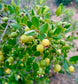 Psidium schenckianum Live Plant