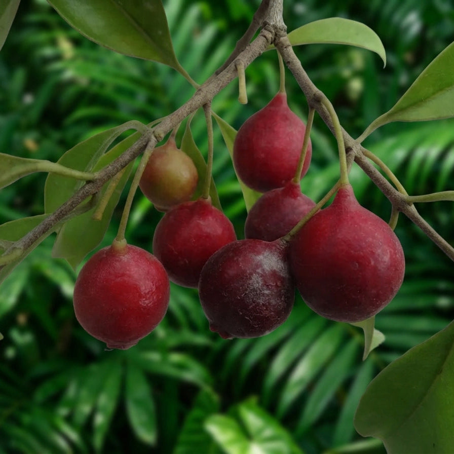 Psidium sp Palhoca Live Fruit Plant