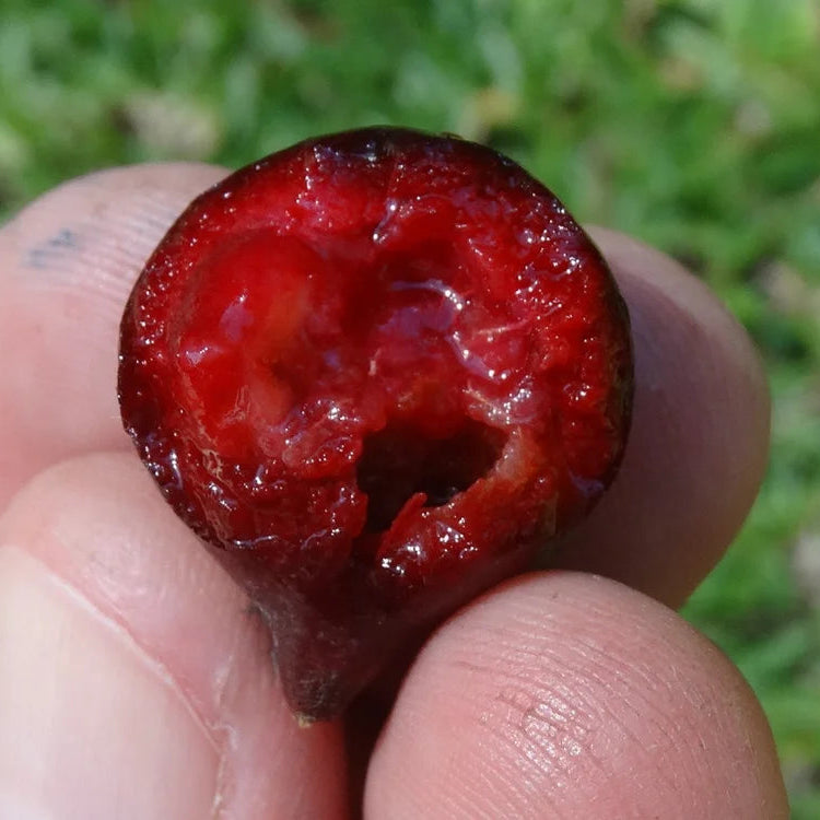 Psidium sp Palhoca Live Fruit Plant