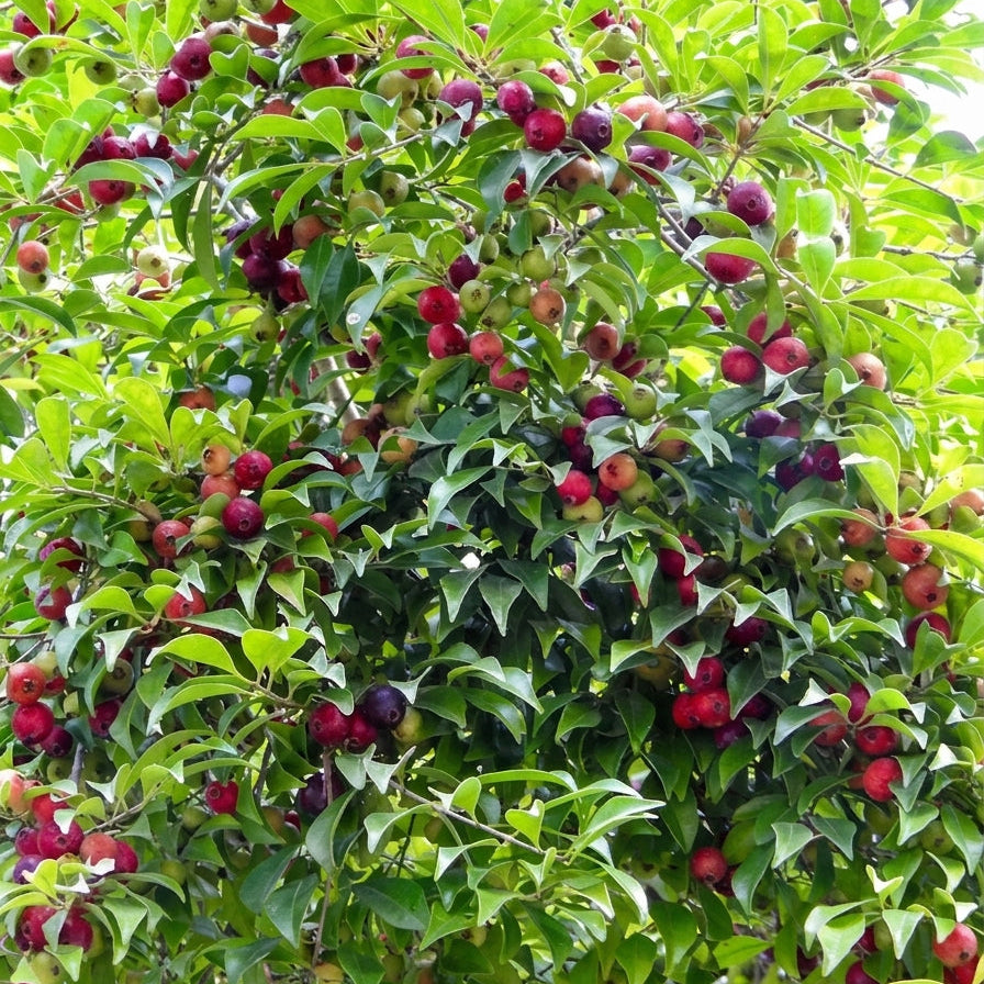 Psidium sp Palhoca Live Fruit Plant