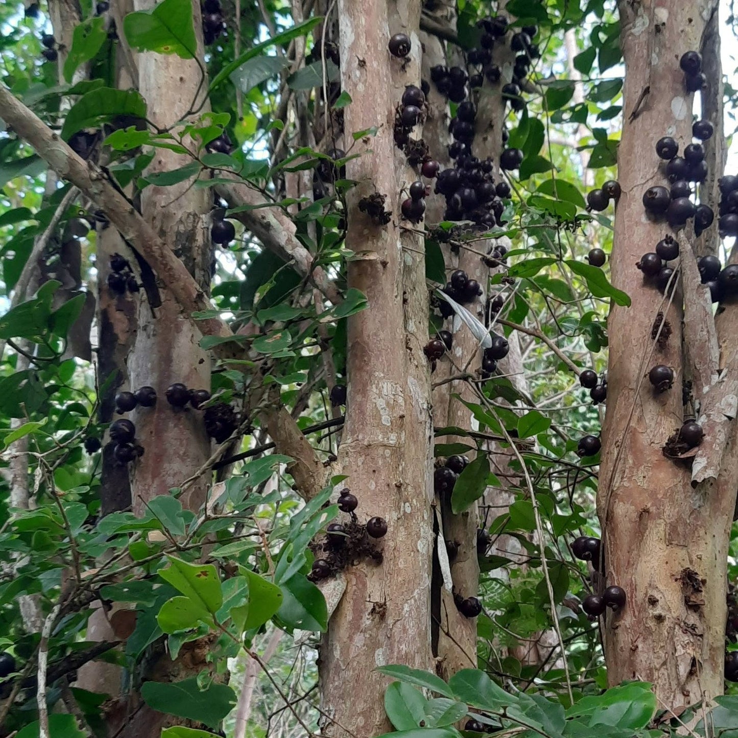 Psidium cauliflora Live Plant (Psidium cauliflora)
