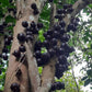 Psidium cauliflora Live Plant (Psidium cauliflora)