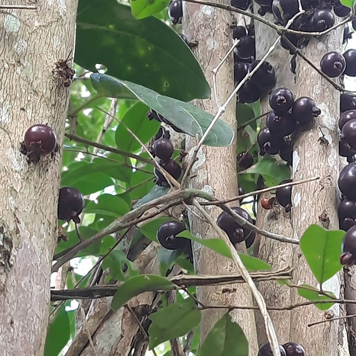 Psidium cauliflora Live Plant (Psidium cauliflora)