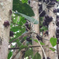 Psidium cauliflora Live Plant (Psidium cauliflora)