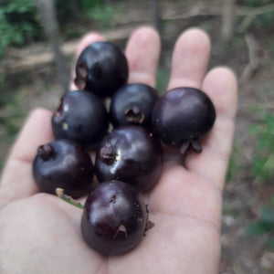 Psidium cauliflora Live Plant (Psidium cauliflora)