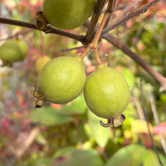 Cerrado Guava Live Plant (Psidium firmum)