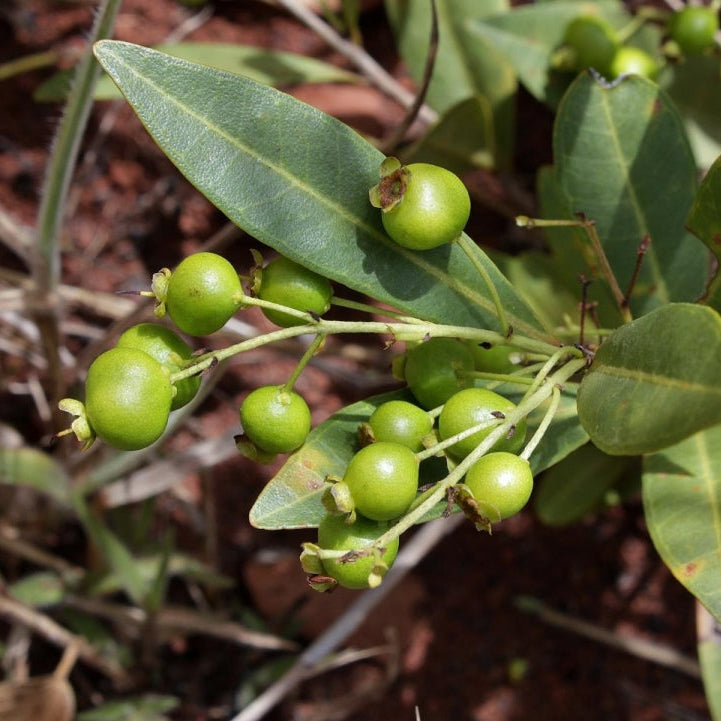 Cerrado Guava Live Plant (Psidium firmum)