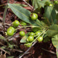 Cerrado Guava Live Plant (Psidium firmum)