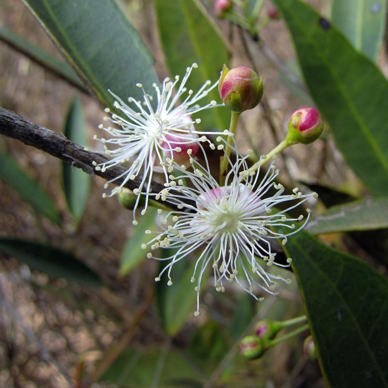 Cerrado Guava Live Plant (Psidium firmum)