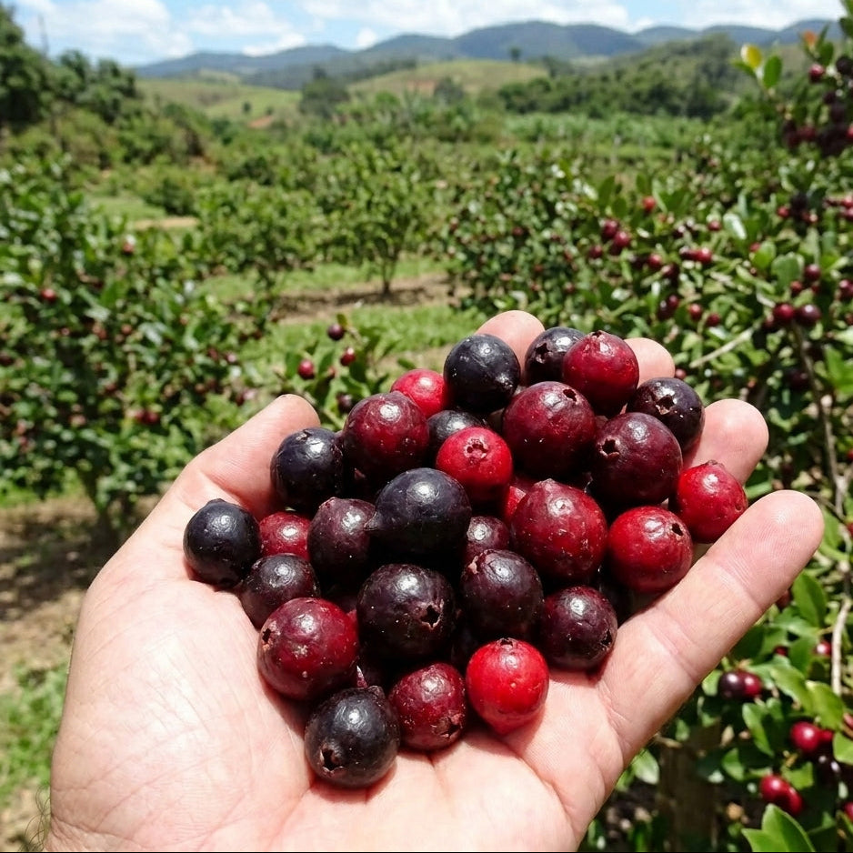 Psidium sp Palhoca Live Fruit Plant
