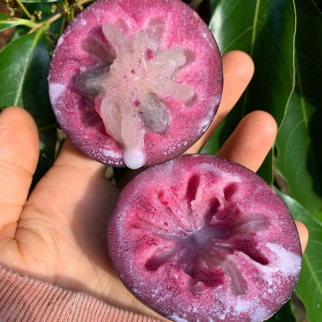 Purple Star Apple Fruit Plant (Chrysophyllum Cainito)