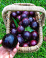 Purple Star Apple Fruit Plant (Chrysophyllum Cainito)