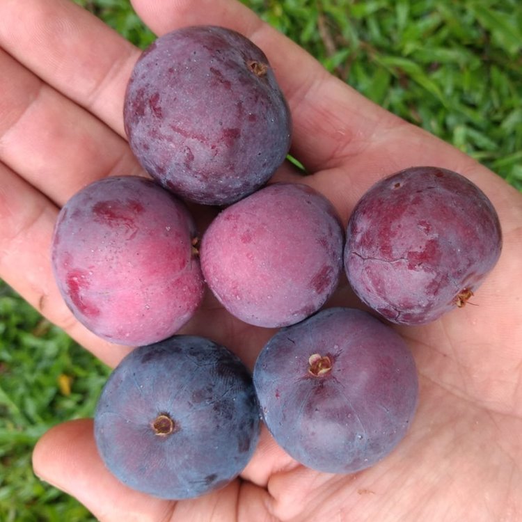 Purple Plum Cherry Live Plant (Eugenia sp)