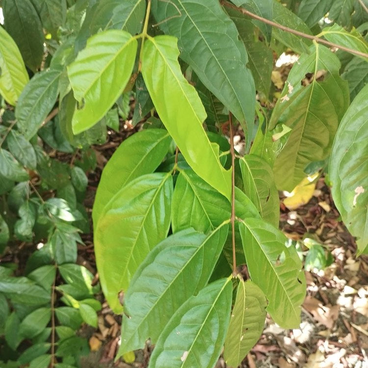 Purple Plum Cherry Live Plant (Eugenia sp)