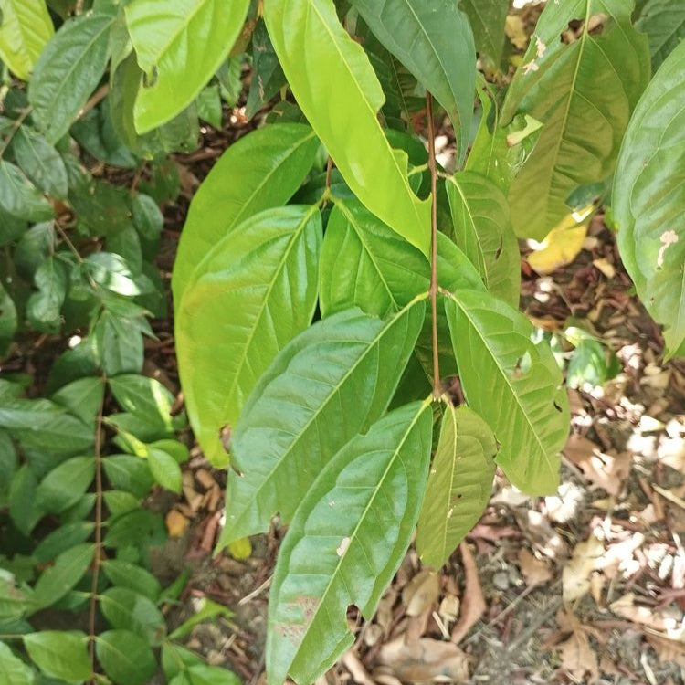 Purple Plum Cherry Live Plant (Eugenia sp)
