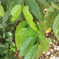 Purple Plum Cherry Live Plant (Eugenia sp)