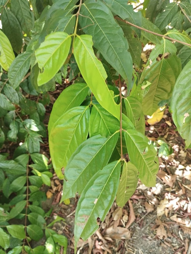 Purple Plum Cherry Live Plant (Eugenia sp)