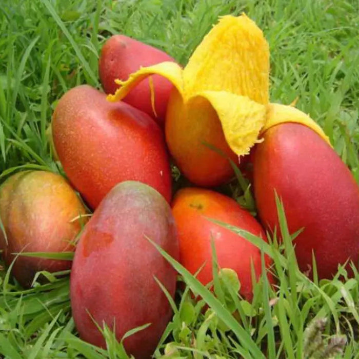 Pusa Lalima Mango Live Plant (Mangifera indica)