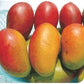 Pusa Lalima Mango Live Plant (Mangifera indica)