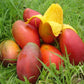 Pusa Lalima Mango Live Plant (Mangifera indica)