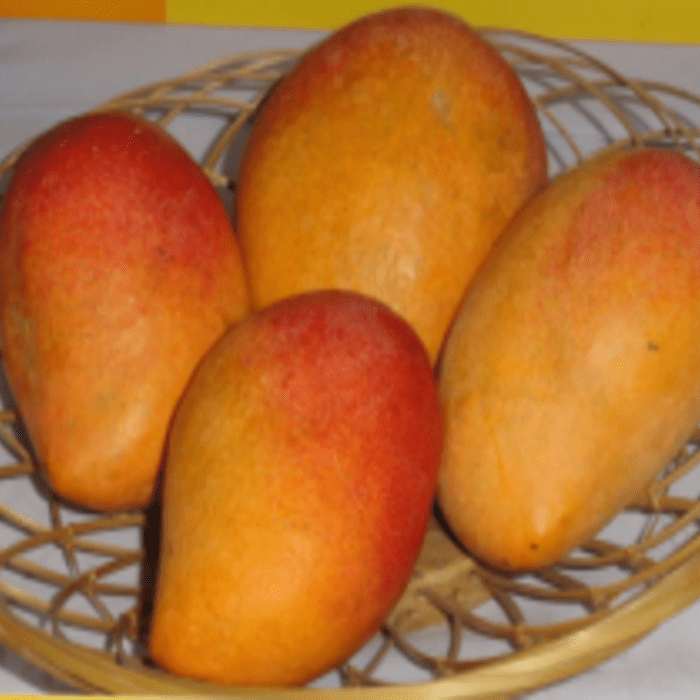 Pusa Lalima Mango Live Plant (Mangifera indica)