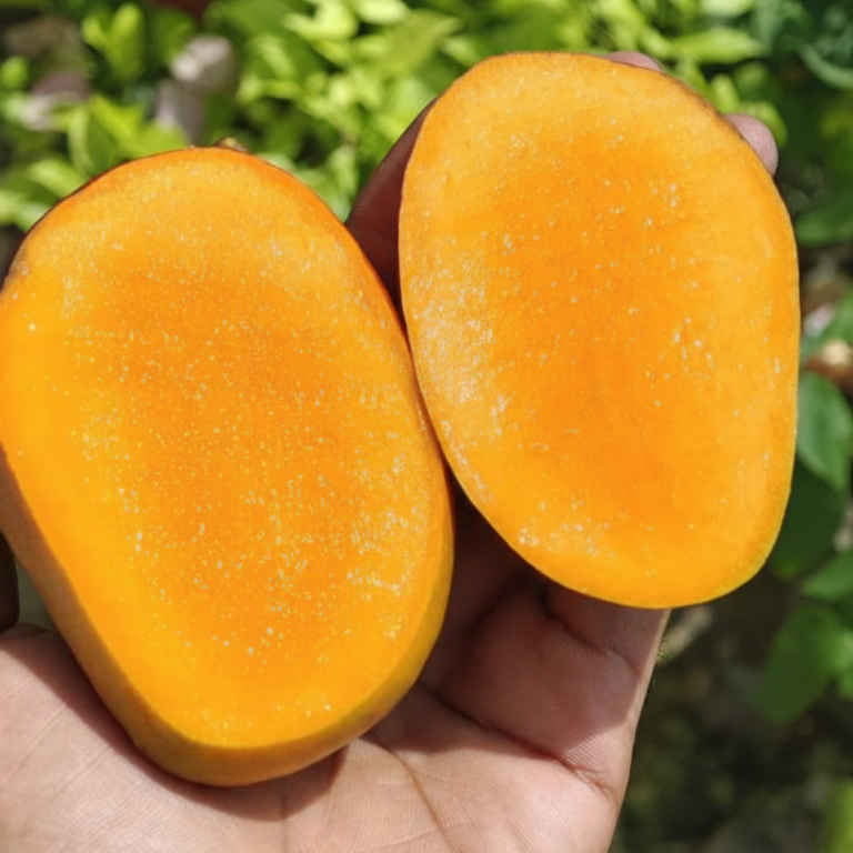 Pusa Prathibha Mango Live Plant (Mangifera indica)