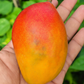 Pusa Prathibha Mango Live Plant (Mangifera indica)