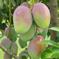 Pusa Prathibha Mango Live Plant (Mangifera indica)
