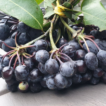 Rumdul Fruit Plant (Sphaerocoryne Affinis)